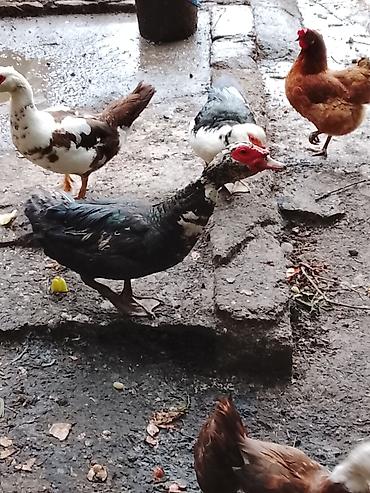 bildirçin eti: Erkek lal ordek 20 Diwisi 18 manat 2.500 3 kilo eti var var 1 ilikdi — 5