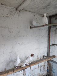 Göyərçinlər: Göyərçinlər satılır biri 10 manatdan. Birindən başqa-ayağı bol papışdı — 8