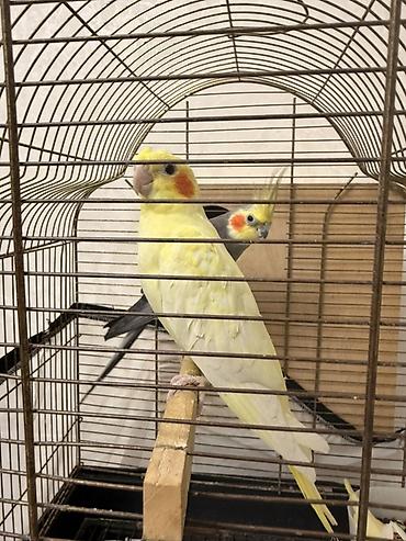 inək balalı: Nimfa (Cockatiel) papuqayları – evdə saxlanılan dekorativ quşlar - — 6