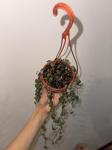 подвесное кашпо: Ампельное комнатное растение Ceropegia woodii (Сердце на ниточке). - — 4
