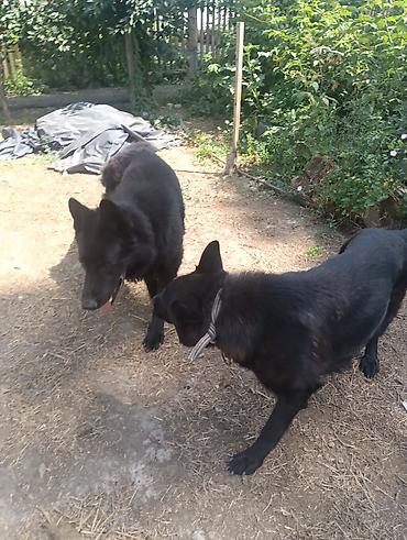 Продажа собак: Продаю Щенки чистакроный немецкой овчарки (черного окраса) тока — 1
