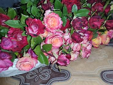 Роза: Продаю Розы ОПТОМ!!! На продажу есть розы в большом количестве разных — 20