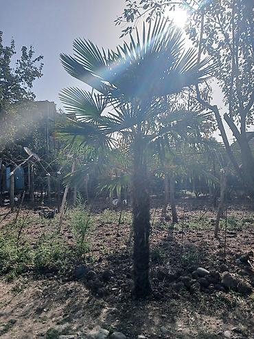 tikanlı bitkilər: Trachycarpus fortunei (küləyə davamlı palma ağacı) – həyət və bağ üçün — 1