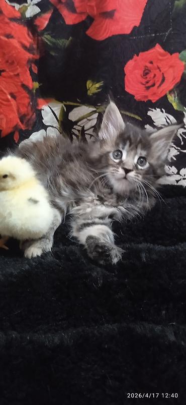 Продажа кошек: Мейн-кун, 1 месяц, Девочка — 1