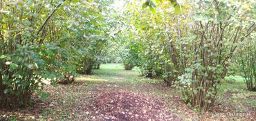 Ağaclar: Salam bağ Qəbələ rayon Nic qəsəbəsində dir bağ 67 sotdan ibarətdir 170 — 8