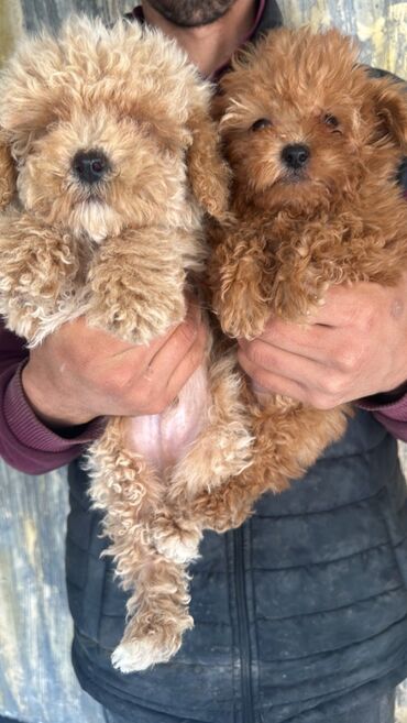 İtlər: Pudel, 2 ay, Erkek, Peyvəndli, Pulsuz çatdırılma — 20