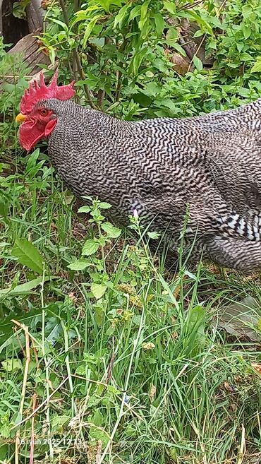 сколько стоит собака бу: Barred rock xoruzu tam saglam aktiv 1.illikdi böyuk xoruzdu göndermek