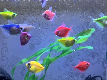 Balıqlar: Glofish, Sülhsevər — 9