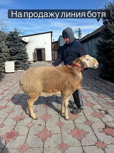 Баран, овца: Продаю | Баран (самец) | Для разведения | Племенные — 1