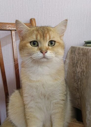 золотая шиншилла баку: Золотая шиншилла, Самец, В добрые руки, Платная доставка