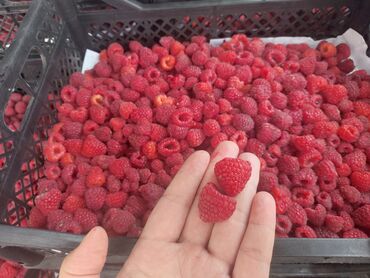куплю бу мебель в бишкеке: Малина