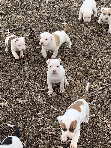 Продажа собак: Питбуль, 1 месяц, Самец — 5