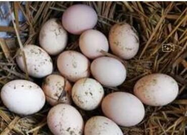 qu qusu: Ucuz Tovuzquşu veqizili qırqovul yumurtası satilir