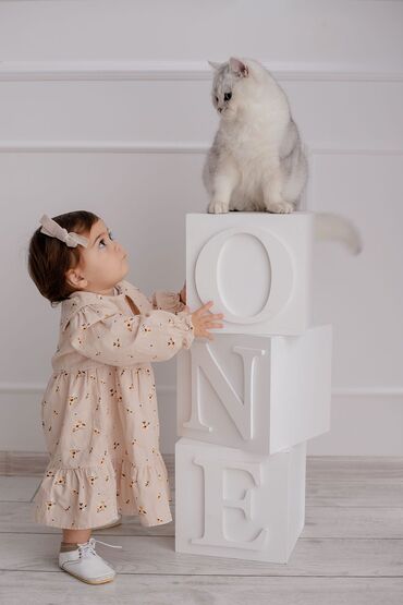 Pişiklər: Britan, Erkək, Cütləşmə üçün -da lalafo.az — 10 Pişiklər: Britan, Erkək, Cütləşmə üçün — 10