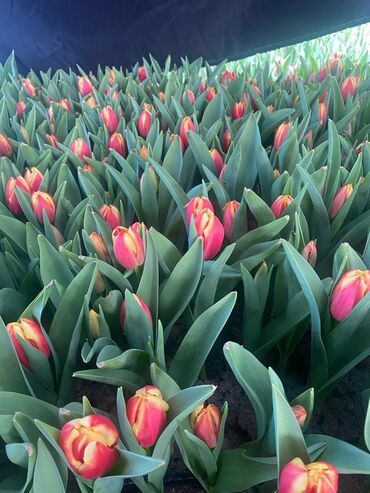 тюльпаны цена бишкеке: Тюльпаны оптом и розницу принимаем коллективные заявки на 8 марта до