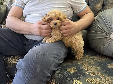 mini pomeranac: Maltipoo vrhunske genetike u registrovanoj odgaivacnici Bahu Djokovic — 5