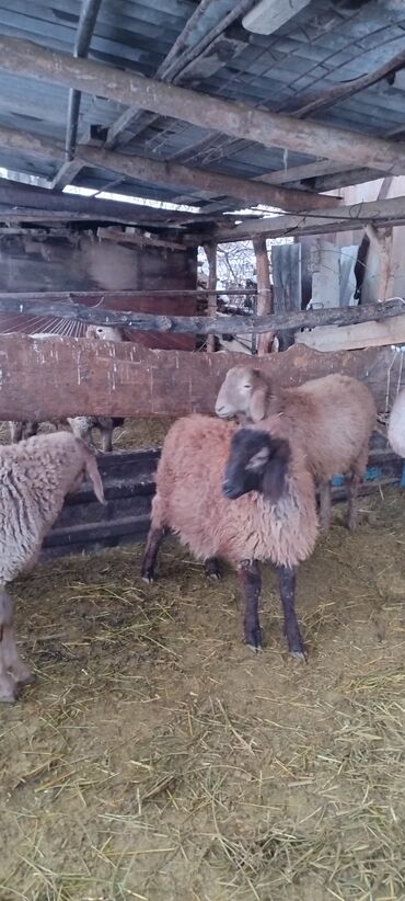 Бараны, овцы: Продаю | Баран (самец) | Для разведения | Осеменитель at lalafo.kg — 10 Бараны, овцы: Продаю | Баран (самец) | Для разведения | Осеменитель — 10