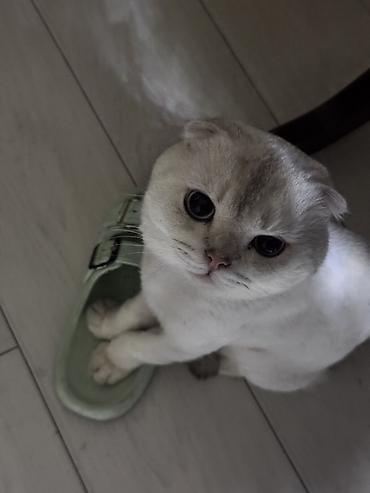 Pişiklər: Şotland yastı qulaq, Erkək, Cütləşmə üçün, Ünvandan götürmə — 4