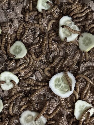 наполнитель для животных: Зофобосы. Кормовые черви, жуки. Для ваших питомцев. Ящериц, лисиц