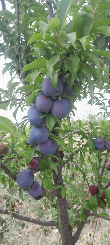 Meyvə və giləmeyvə: Her növ meyvə ağaclarının satışı — 6