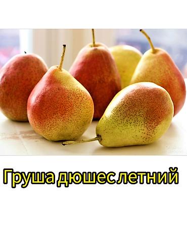 Другие фруктовые и ягодные растения: Саженцы плодовых культур (разные сорта) оптом и в розницу. Успейте — 2