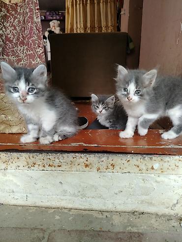 pişik satişi: Sibir, Erkək, Yaxşı əllərə, Ünvandan götürmə — 3