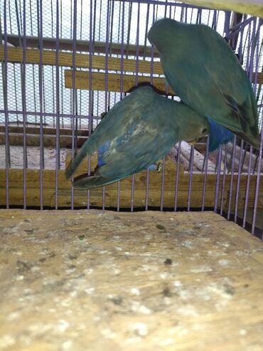 Tutuquşları: Nerazluçnik.Hazır cütlər.bala.və cütə hazır mayalar.Hamsı sağlam və — 4