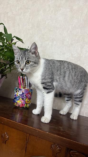 Кошки: 8 месяцев, Девочка, Приучена к лотку, Проглистована — 3