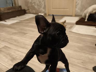 Продажа собак: Бульдог, 2 месяца, Самец, С прививкой at lalafo.kg — 3 Продажа собак: Бульдог, 2 месяца, Самец, С прививкой — 3