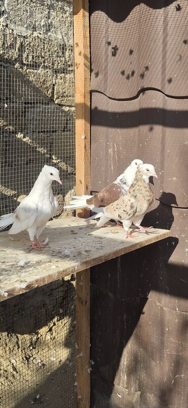 Göyərçinlər: Əvvəla salam. Təmiz qan iran miz kəkilləri satılır. 4düdə masallı — 4