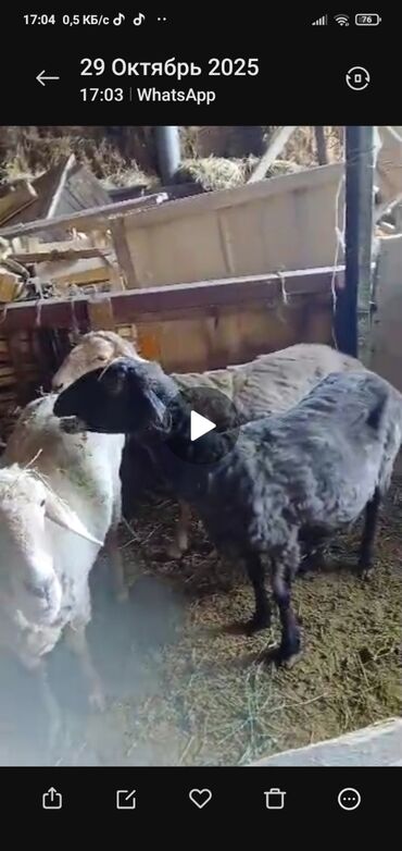 коровы дойные: Продаю | Овца (самка) | Полукровка | Для разведения