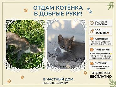 мышык кошка: Мышык бекер берилет: Породасыз, 3 айлык, Эркек, Аргын — 1