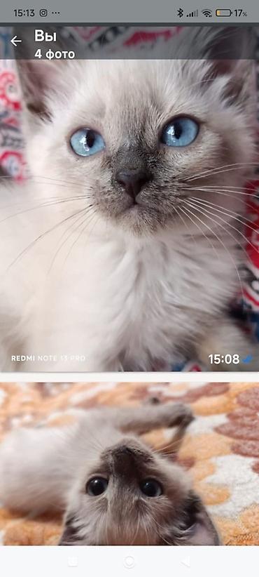 лысый кошка: Кошка даром: Сиамская, Девочка — 1