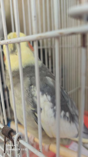 danışan tutuquşu satışı: Korella popuqayı danışır 3 dənə söz bilir – çox mehriban bir quşdur — 1