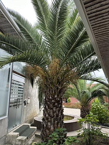 paulownia agaci: Razilasma Yolu Ile 2.60 cm Xurma (xurma xurması) palmı – iri — 5