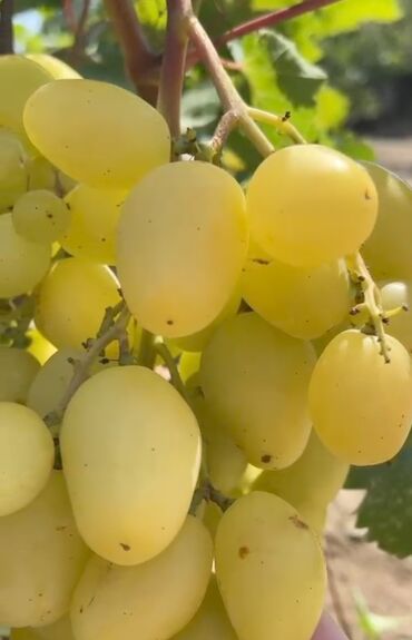 Şitillər: Gəl, bax, seç, apar. Məkan Bilgəh. Köklü Torpaqlı dibçəkdə: Ağ şanı - — 15