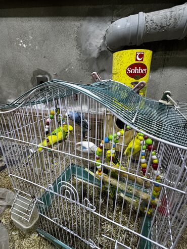 Bülbüllər: 5 ədəd bala quş satılır ədədi 20 manat Qəfəs verilir amma şəkildəki — 5