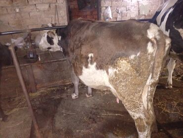 Inəklər, öküzlər: Südlük inəklər - Cins: Qarışıq südlük tip (qara-ağ alacalı və — 14