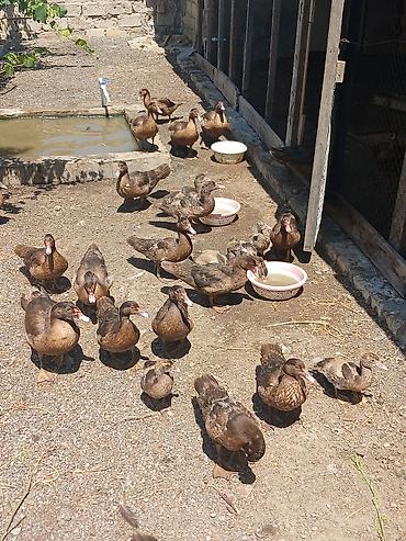 ördək adları: Muscovy ördəkləri (indoşka) – qarışıq yaş qrupları olan sürü - Rəng — 1