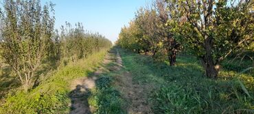 Ağaclar: Goranboy rayonu, Hazırəhmədli kəndində yerləşən 2 hektar meyvə bağı — 2