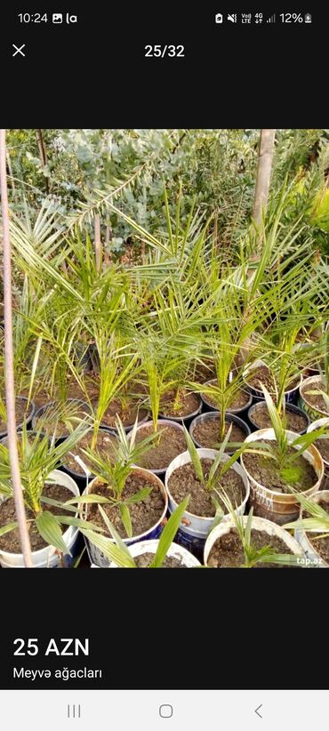 Tinglər: Müxtəlif dekorativ və meyvə ağaclarının tingləri. • Xurma-narıngi — 23