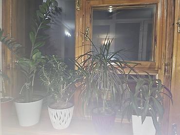Бөлмө өсүмдүктөрү: Комнатные растения в горшках - Кливия (Clivia) — крупный куст с — 1