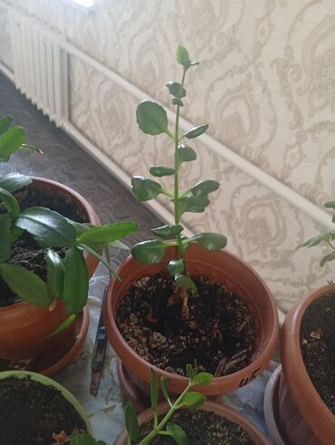 Другие комнатные растения: Представляем коллекцию комнатных растений, включающую несколько видов — 18