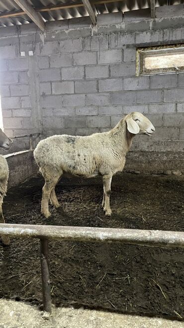 Бараны, овцы: Продаю | Овца (самка) | Для разведения | Ярка — 3