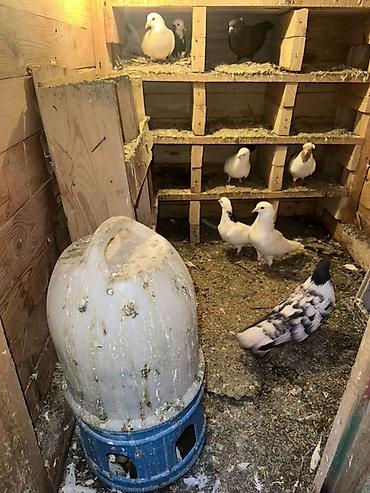 Yuvalar: Ağacdan hazırlanmış rəngli it evi/volyer - Material: qalın taxta — 10