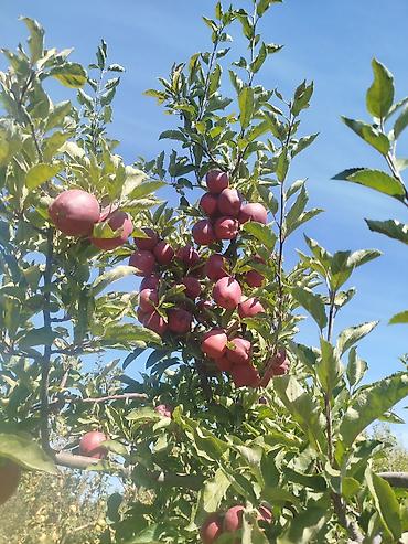 Другие услуги: Жемиш багын Оз убагында, туура бутоо Мол тушум Алма бак бутайбыз Ар — 13