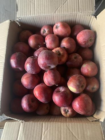 продаю курицу: Яблоки Превосходное, В розницу — 6
