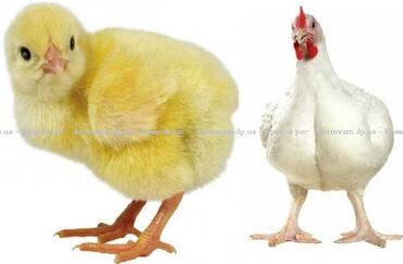 сколько стоит яйцо породы 500 в бишкеке: Продаю | Цыплята | РОСС 308, Арбор айкрес, КОББ 500 | Для разведения
