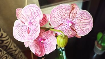 домашнии цветы: Орхидеи Phalaenopsis — домашние цветущие растения с крупными