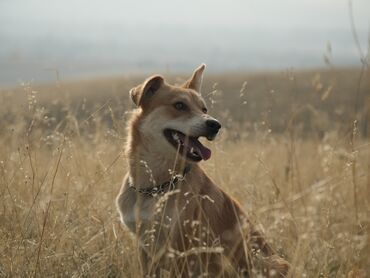 домашняя собака: Рыжий красавчик ищет дом 🐾 даром отдам Активный, умный и игривый